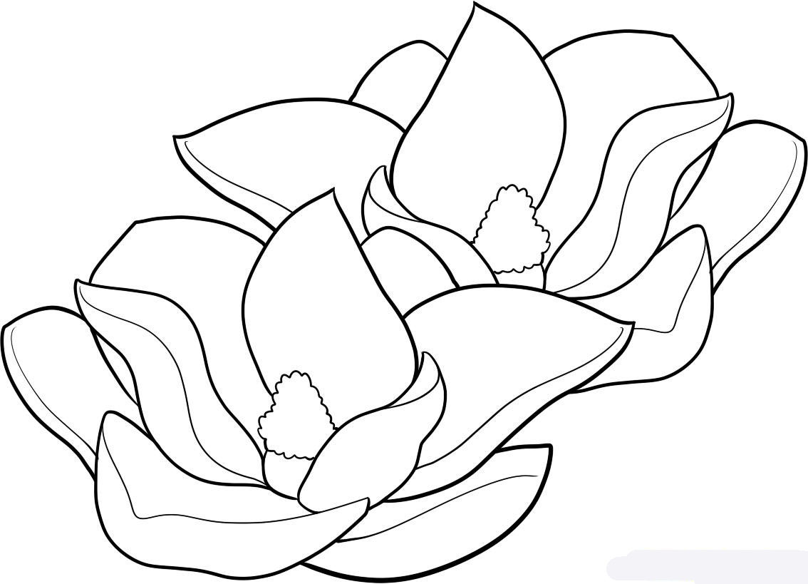how-to-draw-magnolias-magnolias-step-8_1_000000066691_5