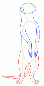 how-to-draw-meerkats-step-10_1_000000127661_3