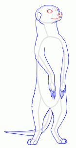 how-to-draw-meerkats-step-11_1_000000127663_3