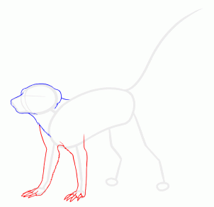 how-to-draw-meerkats-step-3_1_000000127647_3