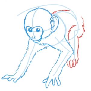 how-to-draw-monkeys-step-10_1_000000047131_3