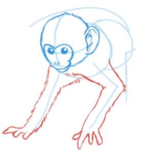 how-to-draw-monkeys-step-9_1_000000047129_3