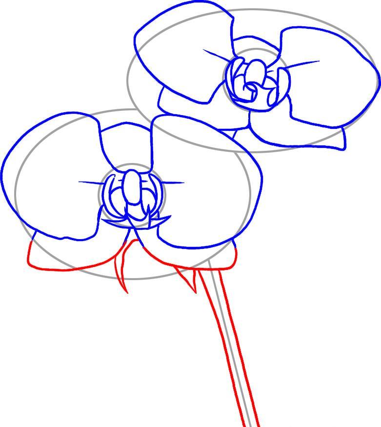 how-to-draw-orchids-step-4_1_000000017517_5