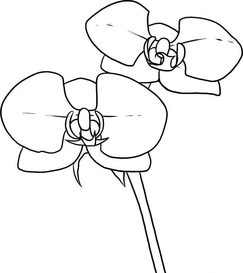 how-to-draw-orchids-step-5_1_000000017519_5