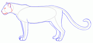 how-to-draw-panthers-black-panthers-step-6_1_000000127109_3
