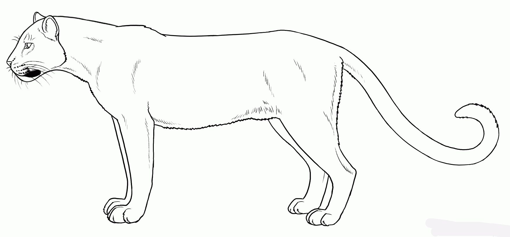 how-to-draw-panthers-black-panthers-step-7_1_000000127111_5