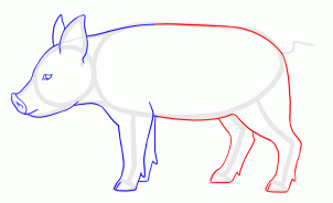 how-to-draw-piglets-step-11_1_000000135617_3