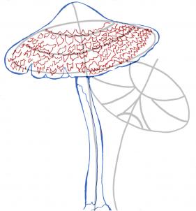 how-to-draw-realistic-mushrooms-step-6_1_000000106999_3