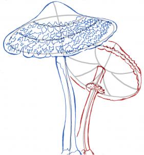 how-to-draw-realistic-mushrooms-step-7_1_000000107001_3