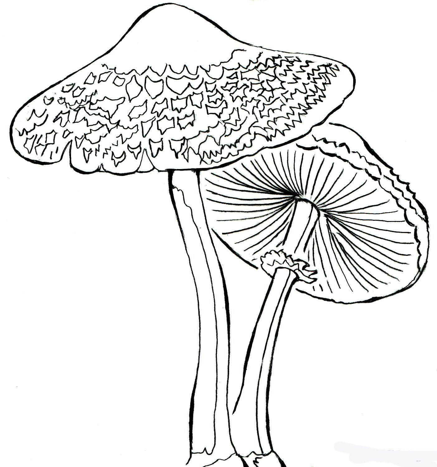 how-to-draw-realistic-mushrooms-step-9_1_000000107005_5