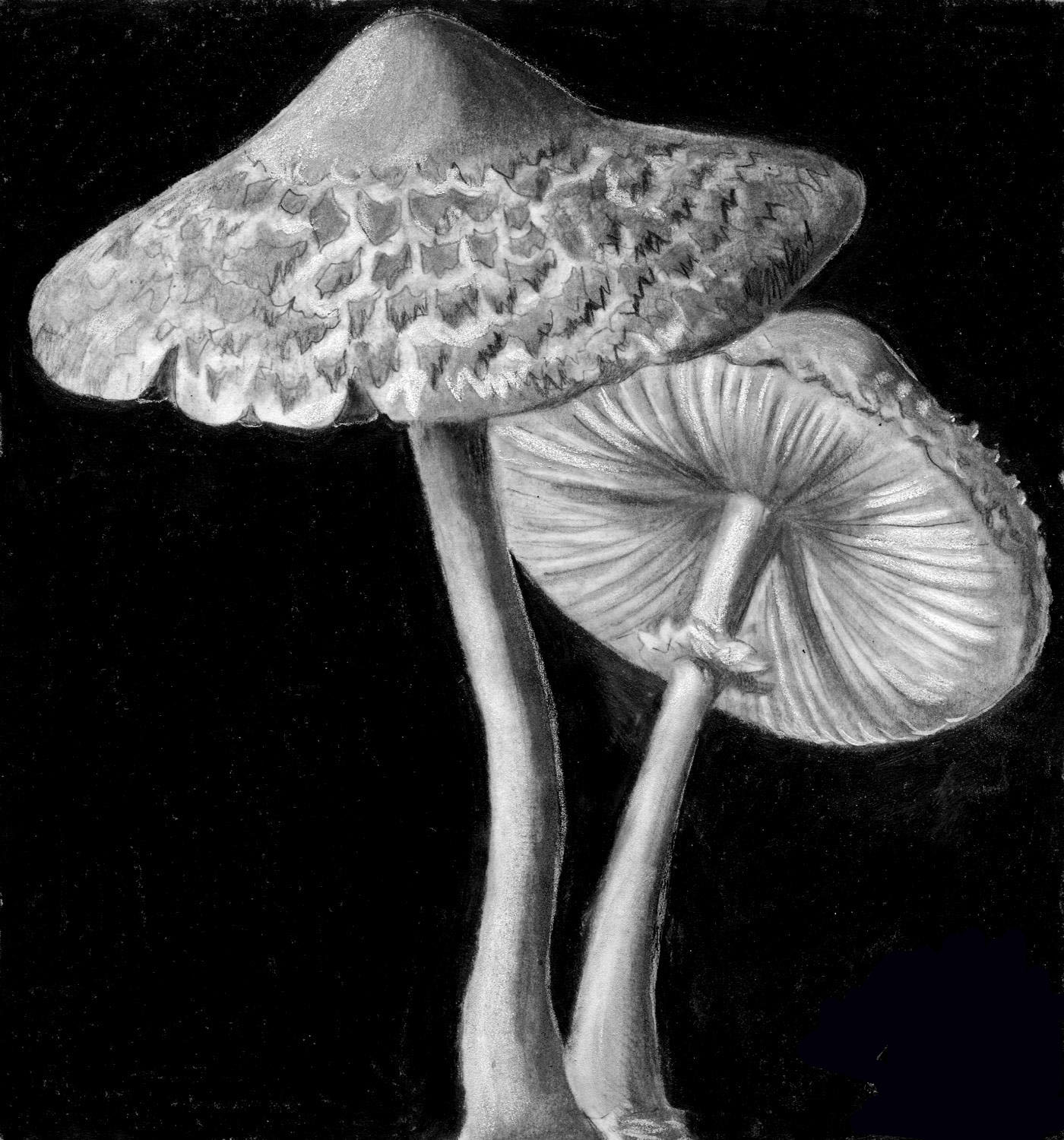 how-to-draw-realistic-mushrooms_1_000000012734_5