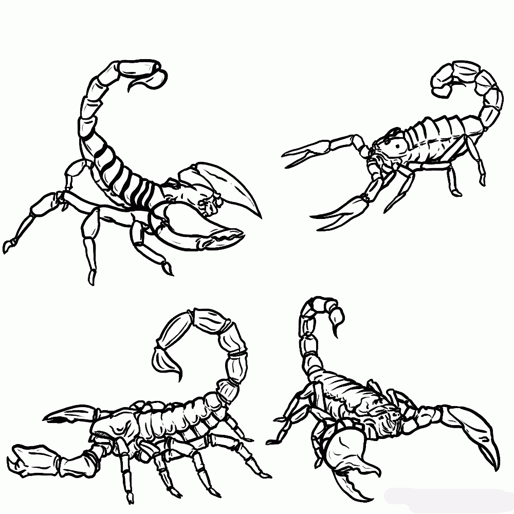 how-to-draw-scorpions-step-1_1_000000127381_5