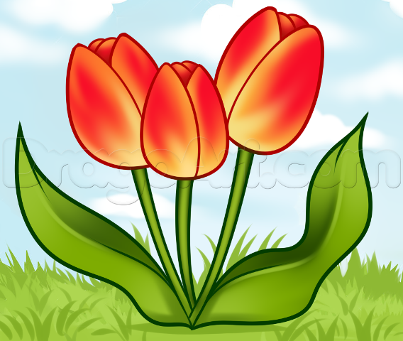 how-to-draw-spring-tulips_1_000000021942_5