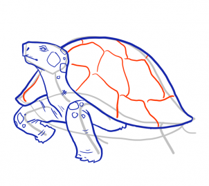 how-to-draw-turtles-step-11_1_000000103967_3