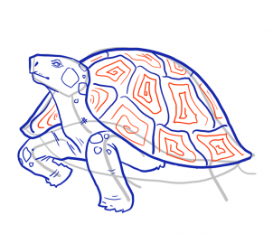 how-to-draw-turtles-step-12_1_000000103969_3