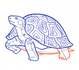 how-to-draw-turtles-step-13_1_000000103971_3