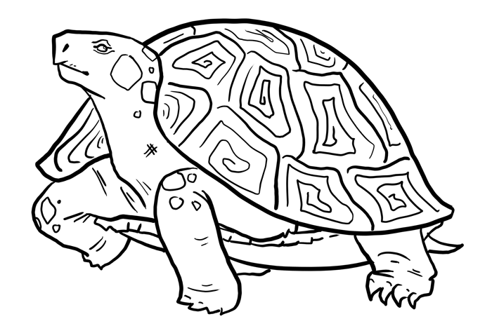 how-to-draw-turtles-step-15_1_000000103975_5 копия