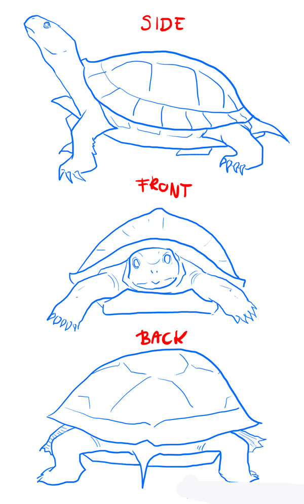 how-to-draw-turtles-step-2_1_000000103949_5 копия