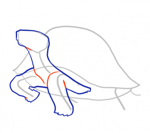 how-to-draw-turtles-step-6_1_000000103957_3