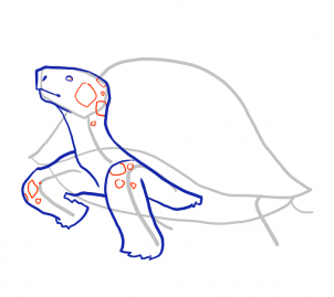 how-to-draw-turtles-step-8_1_000000103961_3