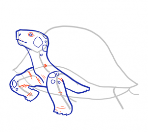 how-to-draw-turtles-step-9_1_000000103963_3