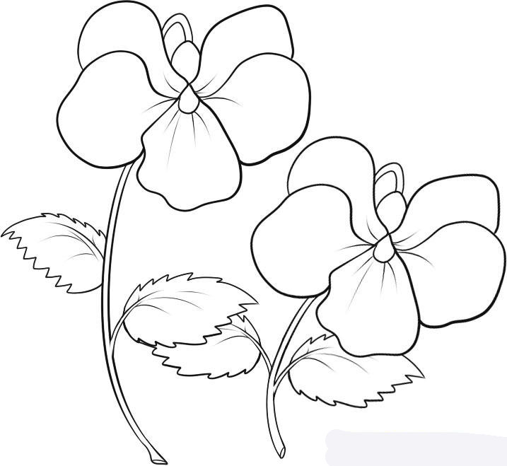 how-to-draw-violets-step-6_1_000000032395_5