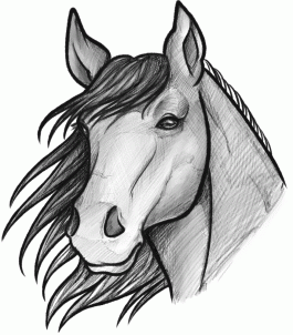 how-to-sketch-a-horse-step-11_1_000000093911_3