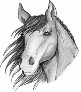 how-to-sketch-a-horse-step-12_1_000000093913_3