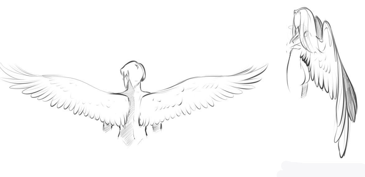 drawing-wings-step-3_1_000000042423_5