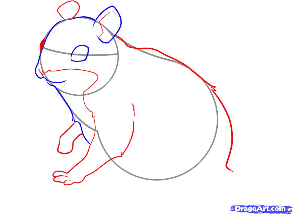 how-to-draw-a-chipmunk-step-3_1_000000042187_5