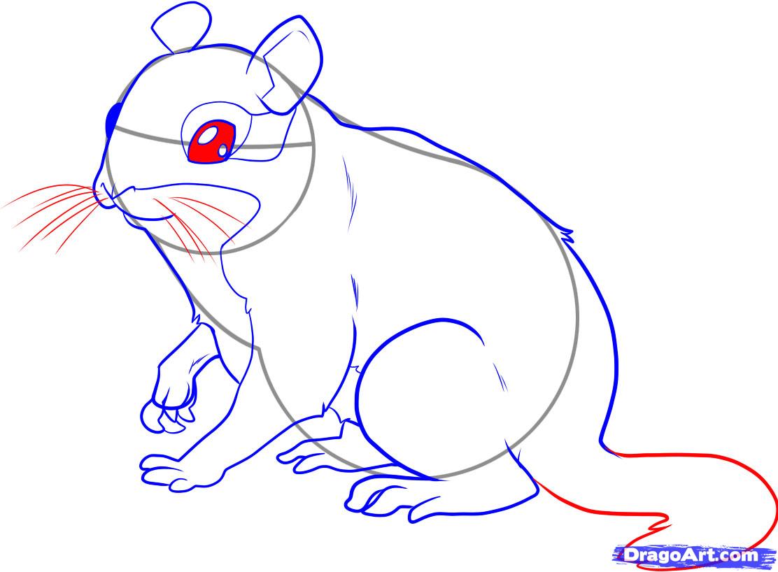 how-to-draw-a-chipmunk-step-5_1_000000042191_5
