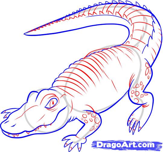 how-to-draw-a-gator-step-5_1_000000044089_5