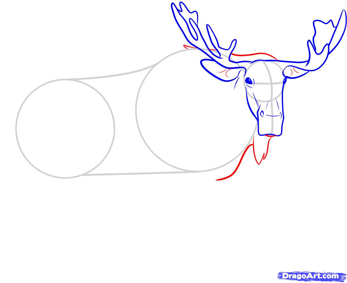 how-to-draw-a-moose-step-5_1_000000045907_5