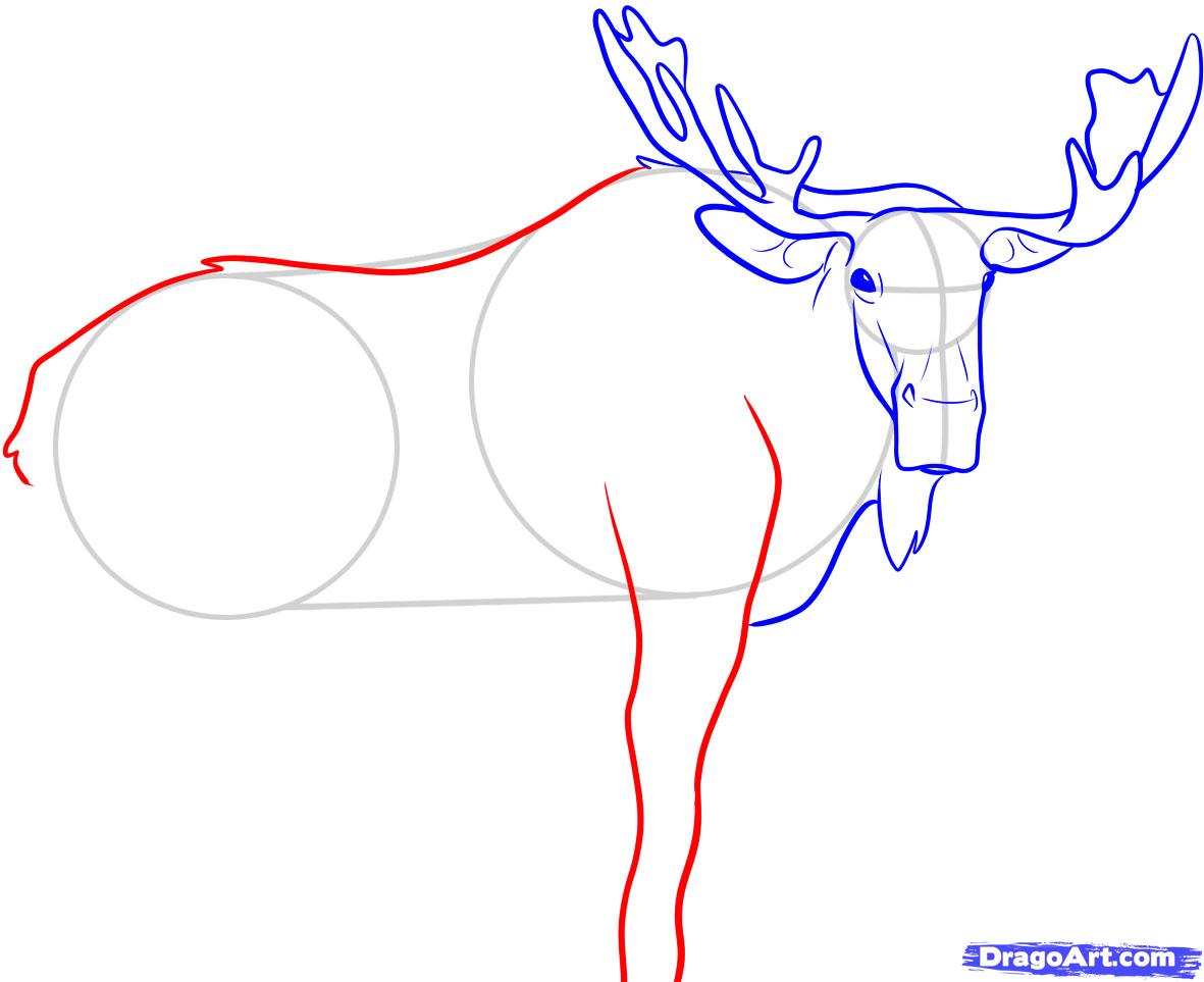 how-to-draw-a-moose-step-6_1_000000045909_5
