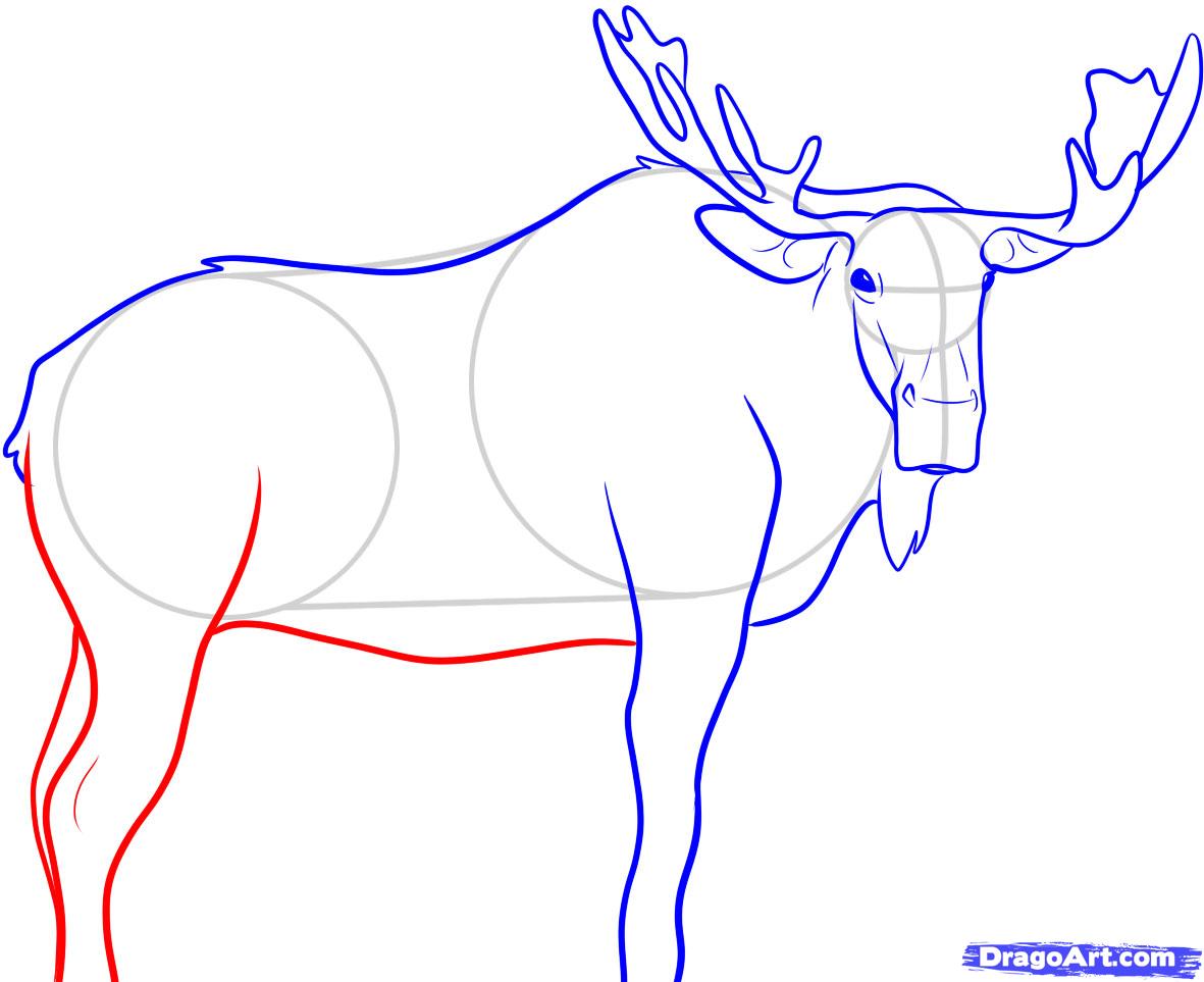 how-to-draw-a-moose-step-7_1_000000045911_5