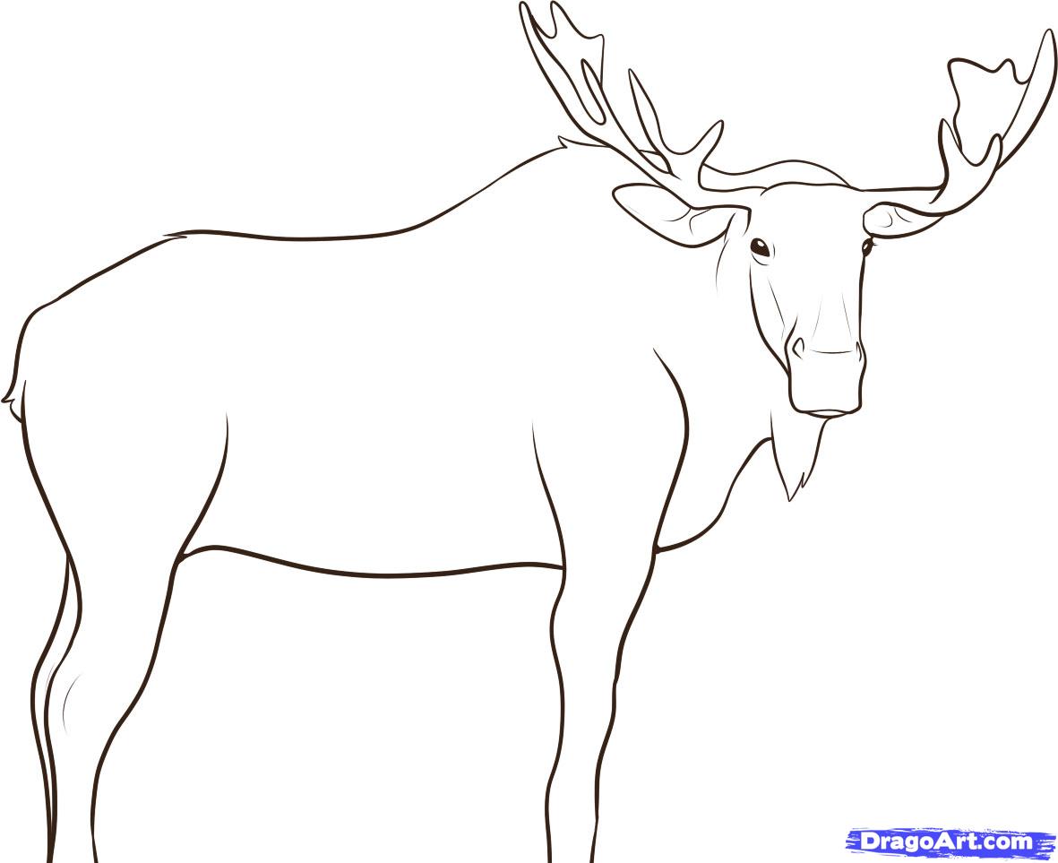 how-to-draw-a-moose-step-8_1_000000045913_5