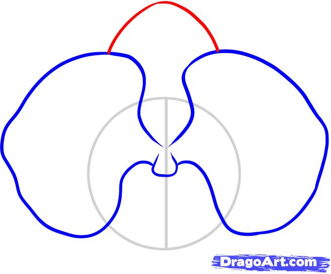 how-to-draw-an-orchid-step-3_1_000000046271_5