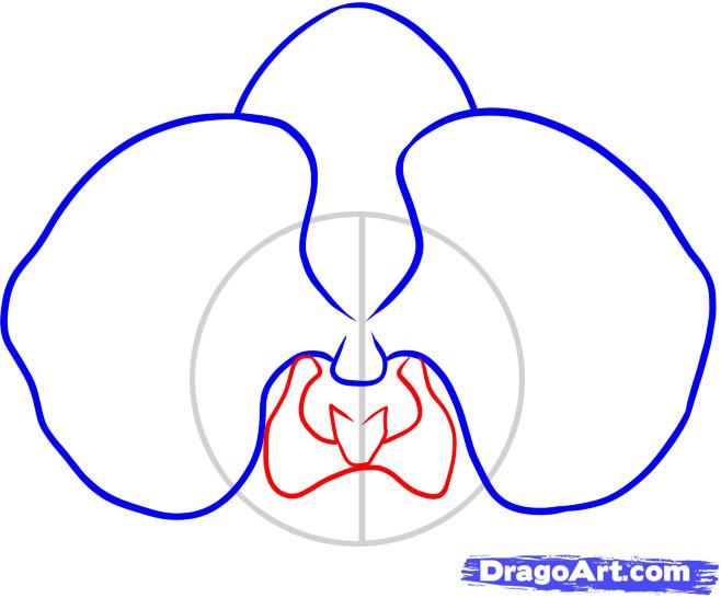 how-to-draw-an-orchid-step-4_1_000000046273_5