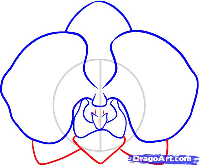how-to-draw-an-orchid-step-5_1_000000046275_5