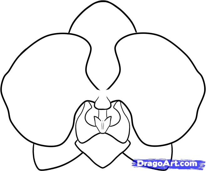 how-to-draw-an-orchid-step-6_1_000000046277_5