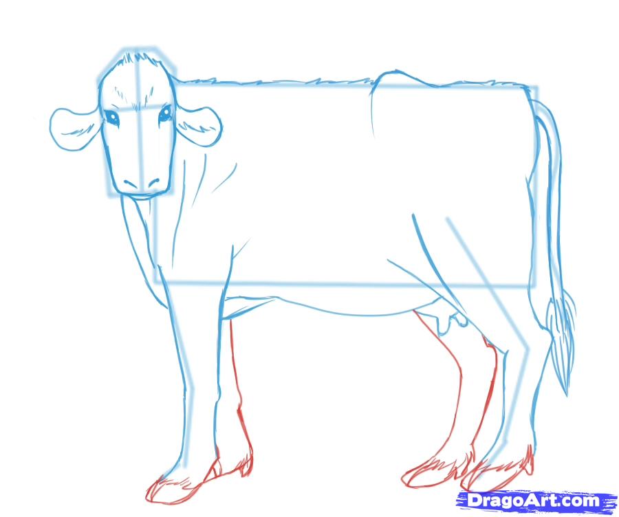 how-to-draw-cows-step-11_1_000000046665_5