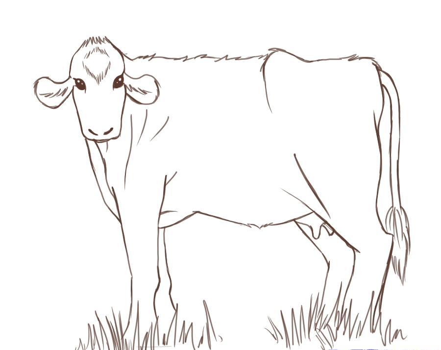 how-to-draw-cows-step-12_1_000000046667_5