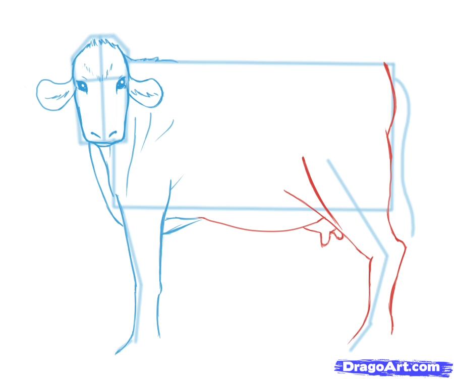 how-to-draw-cows-step-9_1_000000046661_5