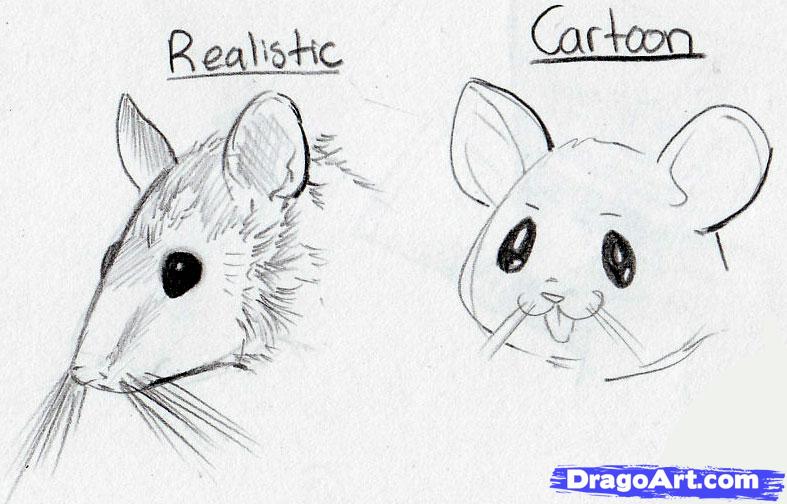 how-to-draw-mice-step-1_1_000000041009_5